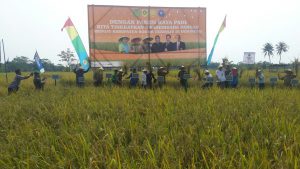 Bupati Bogor sedang Panen raya padi di Desa Cikutamahi Cariu