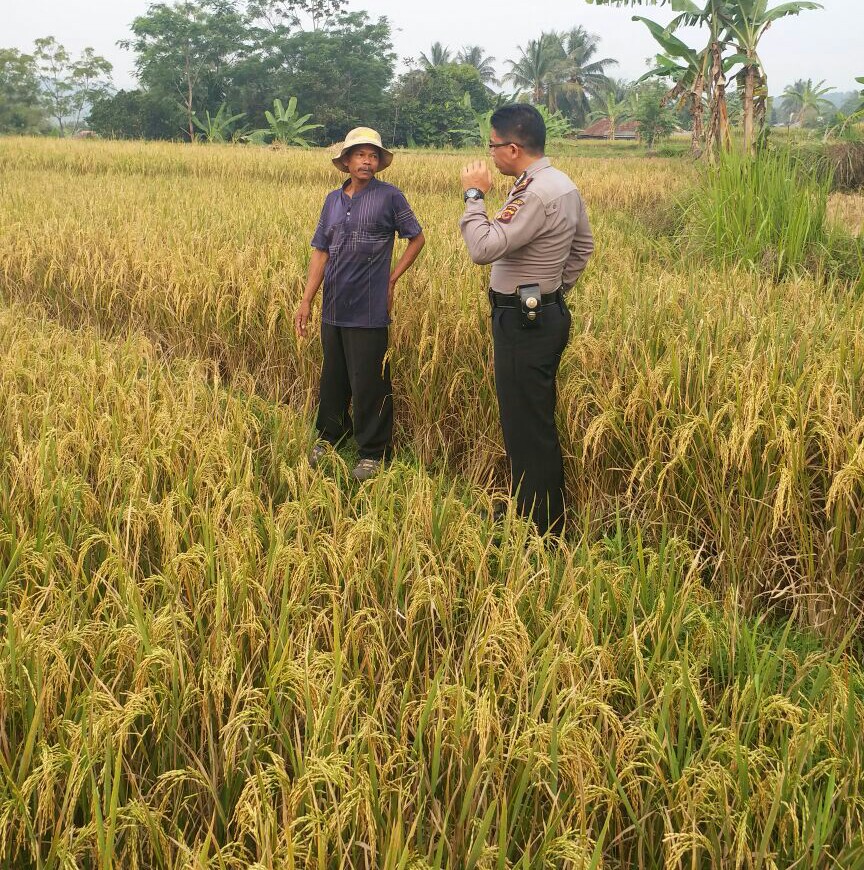 Kapolsek Sukamakmur Iptu Hendra Kurnia berdialog dengan  satu orang petani