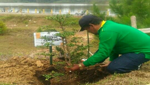 Foto: Bupati Samosir Drs.Tapidin Simbolon MM menanam pohon disekitar Arboretum Aek Natonang Desa Tanjungan Simanindo Samosir