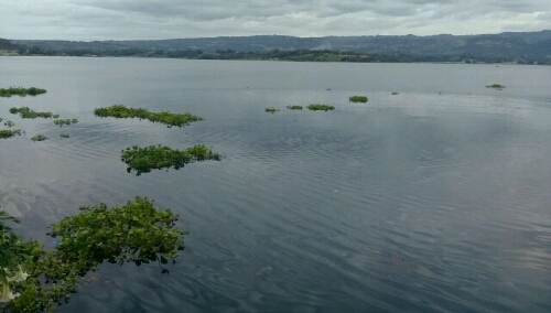 Foto: Tumbuhan air ecenggondok yang memenuhi perairan danau toba Pangururan Samosir