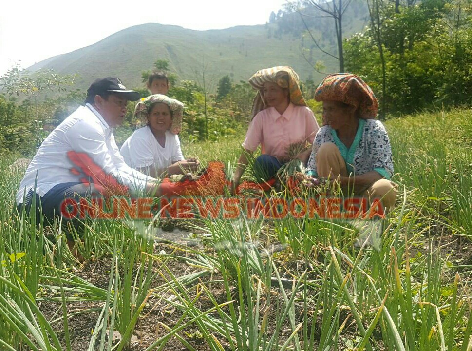 Foto : Panen Bawang, Bupati Samosir, Drs Rapidin Simbolon Bersama anggota Kelompok Tani Raphita.