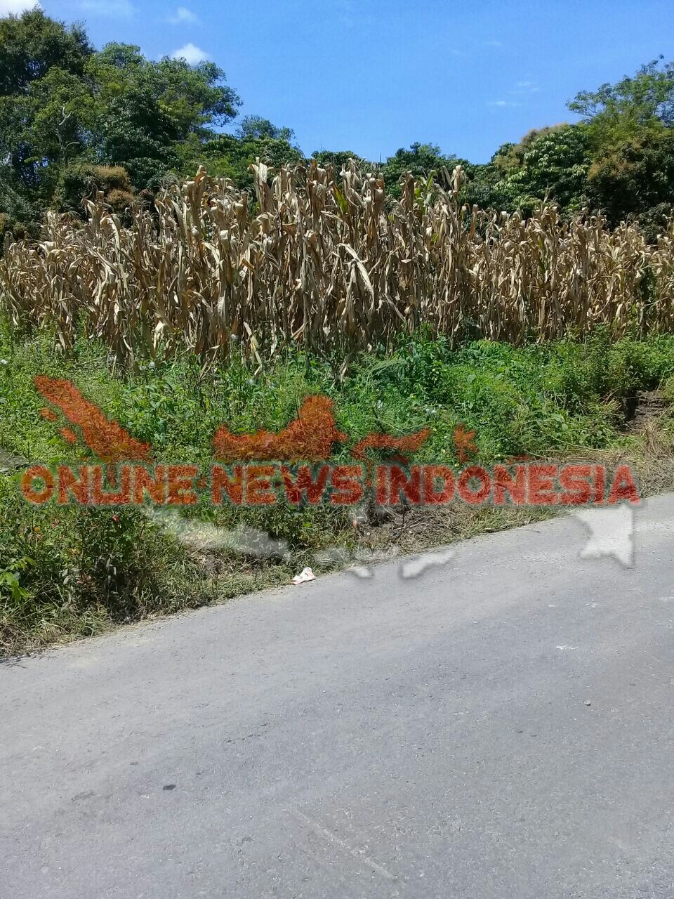 Foto : Lokasi Perladangan Jagung di huta Langat Desa Simanindo kecamatan Simanindo, dimana diduga pelaku PS(19), melakukan pelecehan seksual terhadap korban Siswi SD kelas 2.