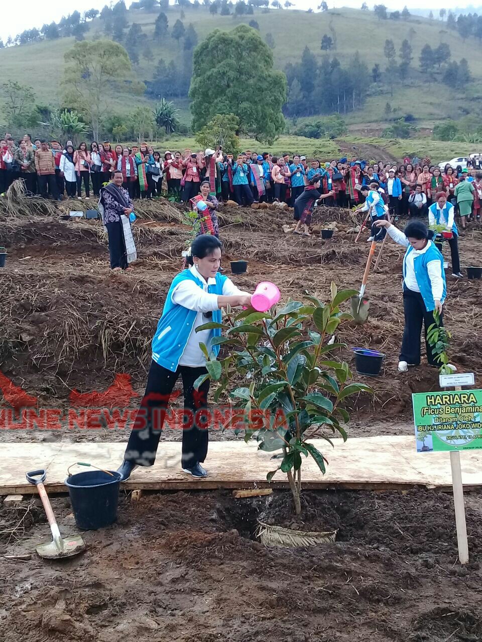 Foto : Ibu Negara Hajjah Iriana Jokowi, siram pohon Hariara di taman Geopark Kaldera Toba Kabupaten Samosir