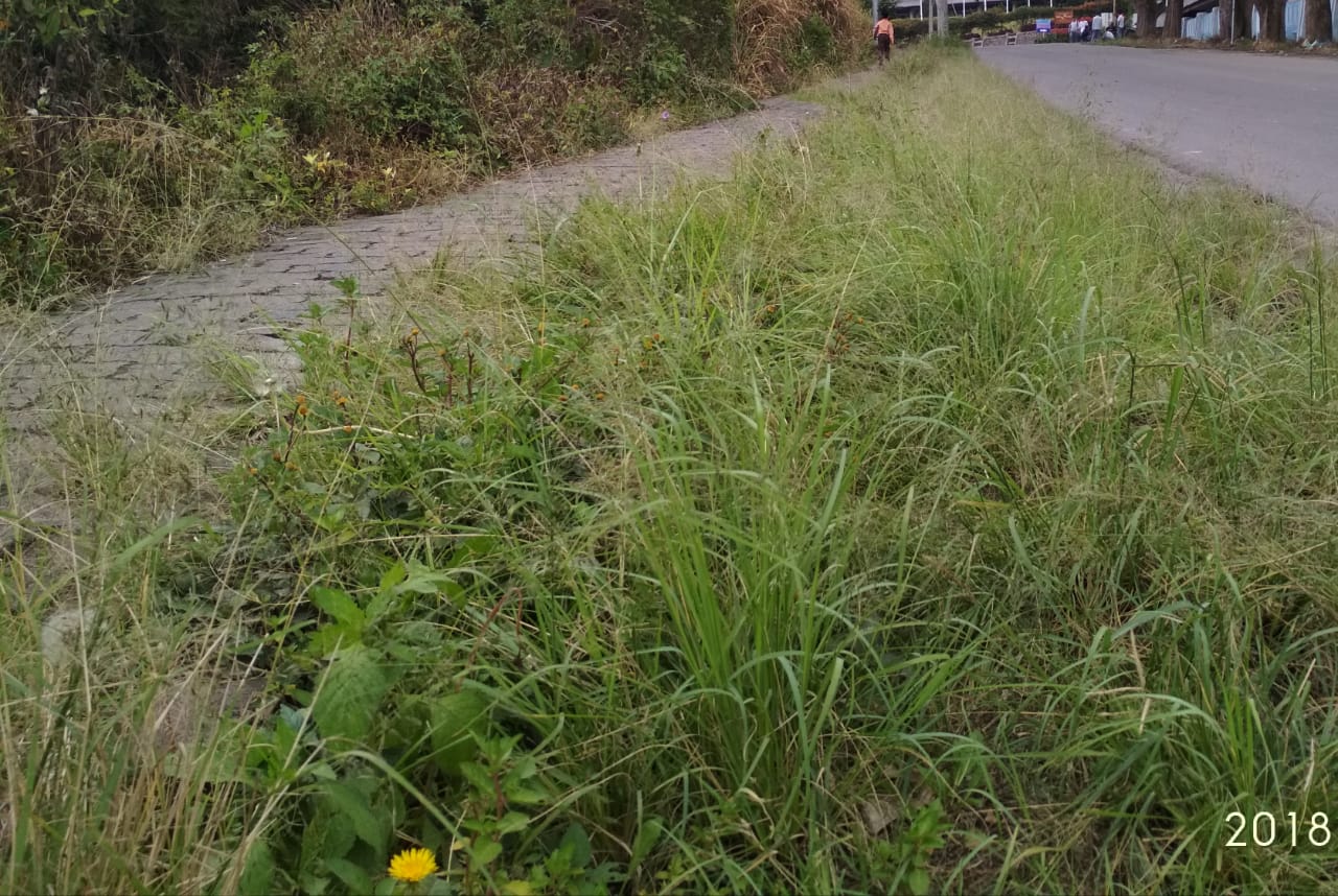 Ket foto : Kondisi jalan menuju objek wisata Bukit Gundaling dan Hotel Berbintang yang ditumbuhi rumput liar