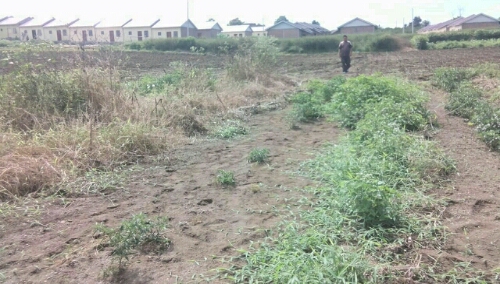 Ket foto : lahan pertanian warga rusak parah akibat tergerus air dari efek pembangunan perumahan rekompak desa Kuta Mbelin rabu, (30/05)