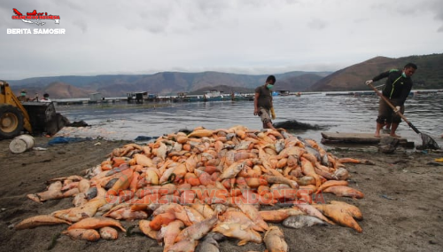 Tampak ikan mati di KJA (Kerambah Jala Apung) milik masyarakat di dusun I Kelurahan Pintu Sona kecamatan Pangururan