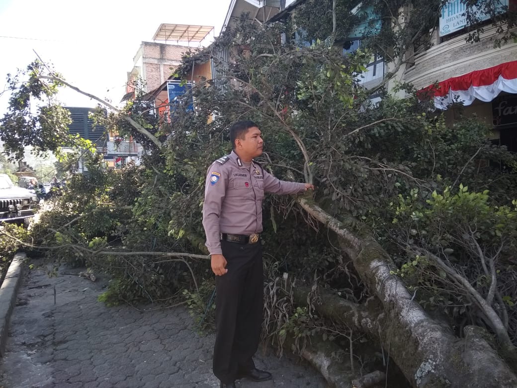 Ket foto : tampak Kapolsekta Berastagi Kompol Aron T Siahaan meninjau lokasi pohon kayu yang tumbang di terpa angin di jln Veteran Berastagi, minggu (12/08)
