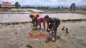 Babinsa Kodim 0205 Tanah Karo Sertu Sudyono membantu petani melaksanakan tanam padi di desa Batu karang, Rabu (12/09) 2018