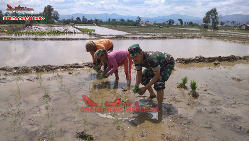 Babinsa Kodim 0205 Tanah Karo Sertu Sudyono membantu petani melaksanakan tanam padi di desa Batu karang, Rabu (12/09) 2018