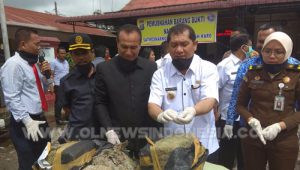 Bupati Karo Terkelin Brahmana SH (Baju Putih) mengecek barang bukti berupa Narkotika jenis Ganja di halaman Mapolres Karo, Rabu (17/10) 2018