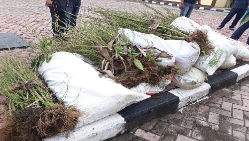 Foto :  Barang bukti pohon ganja yang diamankan Polres Samosir dari Desa Sijambur kecamatan Ronggur Nihuta Samosir Sumatera Utara, Jum"at (26/7)