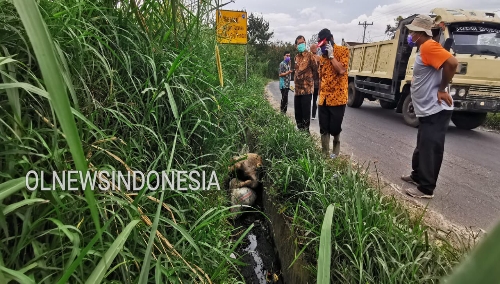 Ket foto : Bupati Karo Terkelin didampingi sejumlah OPD menyisir saluran parit dan ditemukan bangkai Babi yang sudah bau dan membusuk,di Kabanjahe, Kamis (28/11) 2019 (Ist)