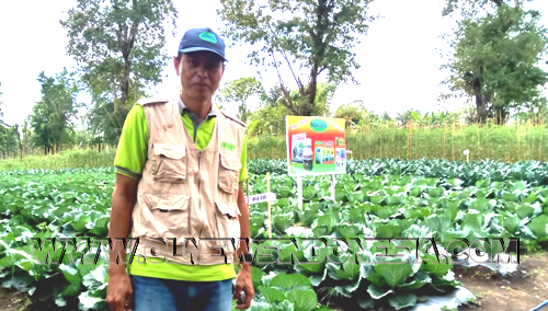 Petani sukses Tompaso Bobby Muaya dengan latar belakang tanaman Kol veritas "Rejo"