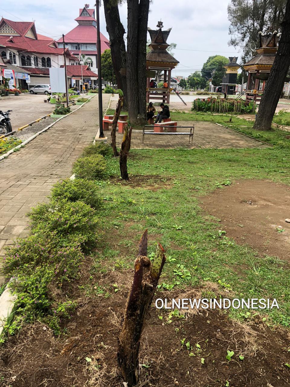 Ket foto : Pakis Hutan yang di tanam oleh Dinas Pertanian di Ruang Taman Hijau Sebelah Rumah Dinas Bupati Karo Kabanjahe, Sabtu (04/04) 2020 (Ist)