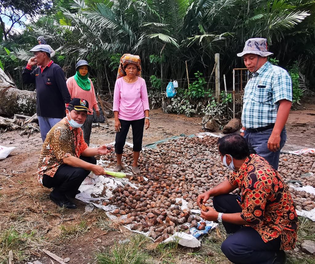 Ket foto : Bupati Karo Terkelin Brahmana SH menunjukkan ke para wartawan Buah Salak milik petani Desa Tiga Nderket Kabupaten Karo yang terkena Lahar Dingin Gunung Sinabung yang dijemur warga, Jumat (24/04) 2020 (Ist)