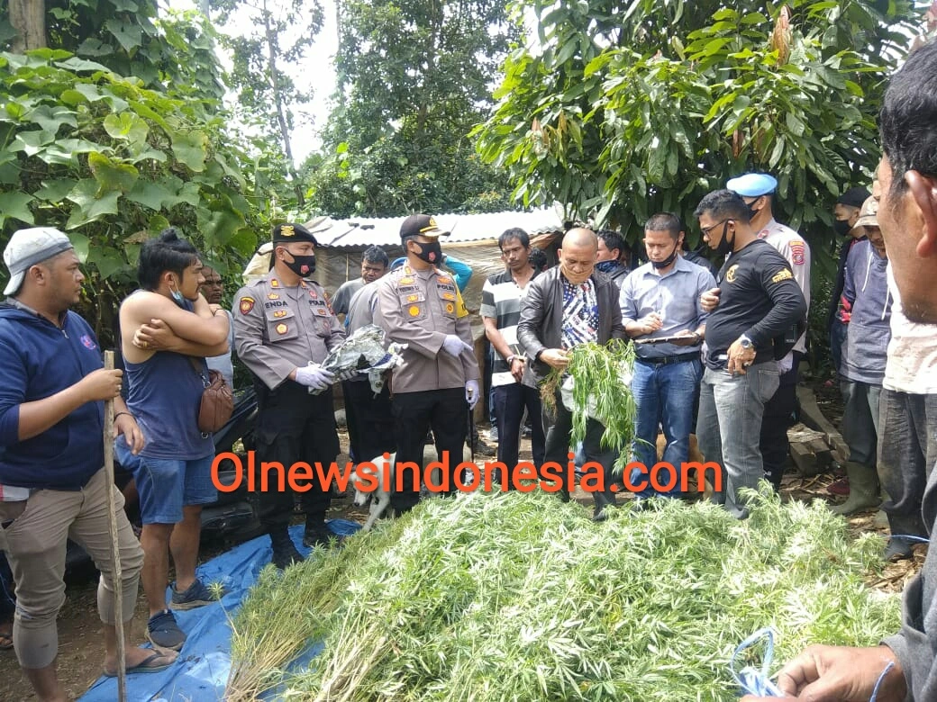 Ket foto : tampak Kapolres Tanah Karo AKBP Yustinus Setyo Indriono SH SIK didampingi Kasat Narkoba AKP Hendrik Tobing SH saat dilokasi penemuan Pohon Ganja di Desa Beganding Kec Simpang Empat Kab Karo, Selasa (15/09) 2020 (Ist)